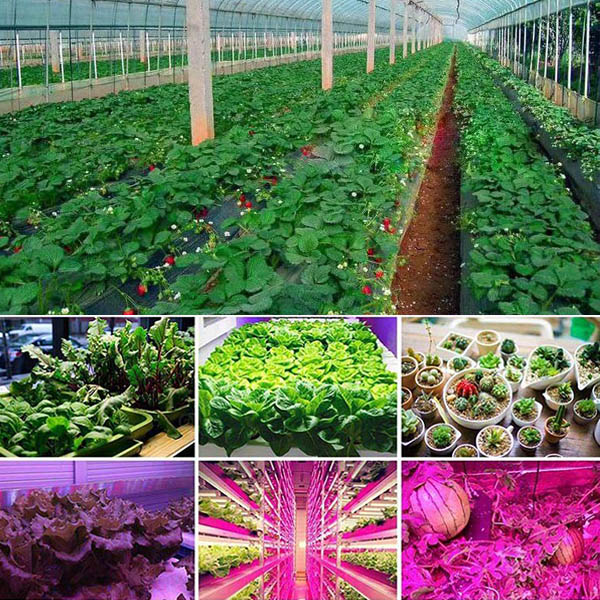 led植物灯案例